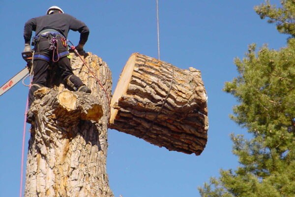 1649550485_16-vsegda-pomnim-com-p-spilennoe-derevo-foto-18